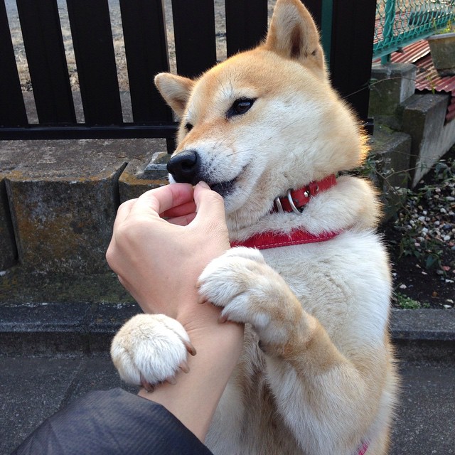 格林伍德全场防守表现稳健,成为袋鼠队攻防转换的关键节点,格林伍德球员