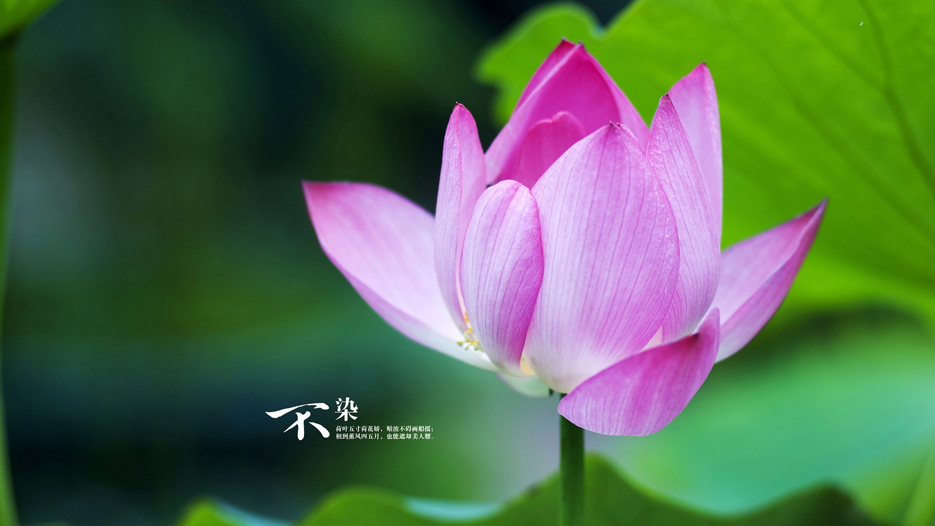 欧洲杯决战现场:战术布局中的巧妙突破,欧洲杯最精彩的决赛